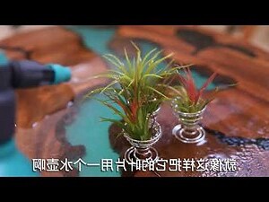 鳳梨花 花語